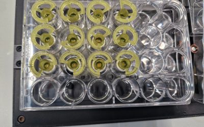 TNO bevestigt de goede kwaliteit van het humane colonrestweefsel van VitalTissue.